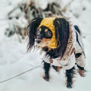 Knitted Turtleneck